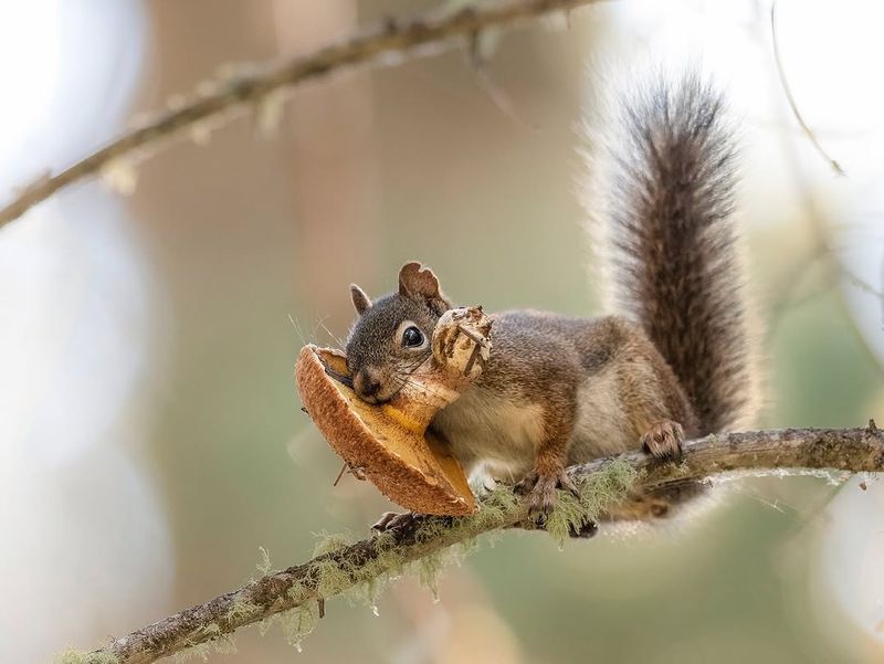Nibbled Fungi Help Trees Thrive