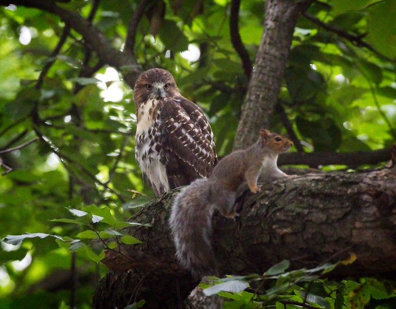 Squirrels Feed the Bigger Wildlife You Love