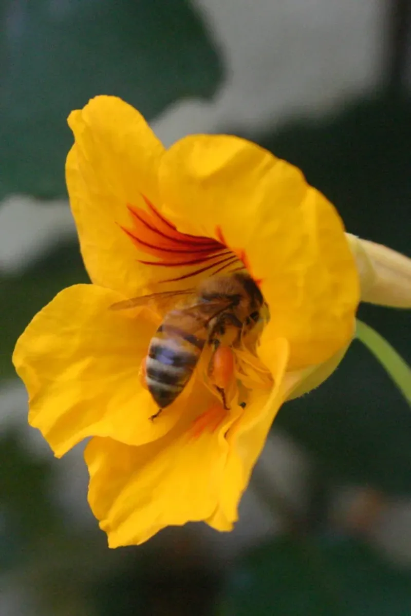 They Attract Pollinators and Beneficial Bugs