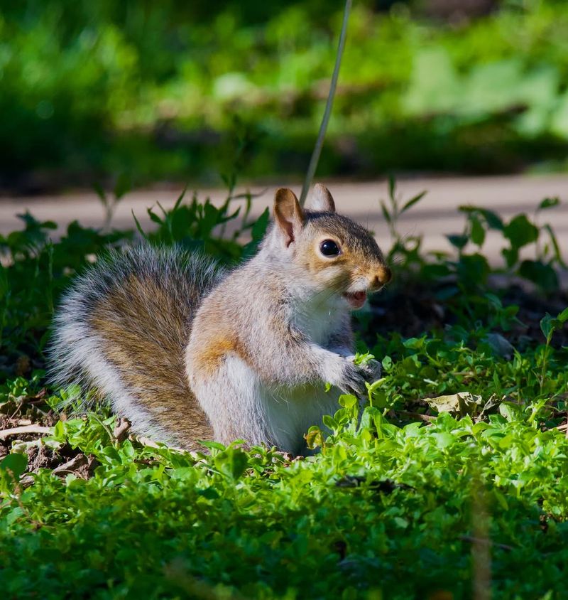 Their Presence Deters Certain Rodents