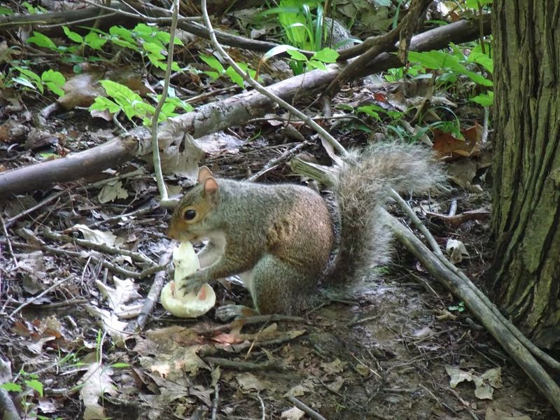 Cleaning Up Fallen Nuts and Fruit