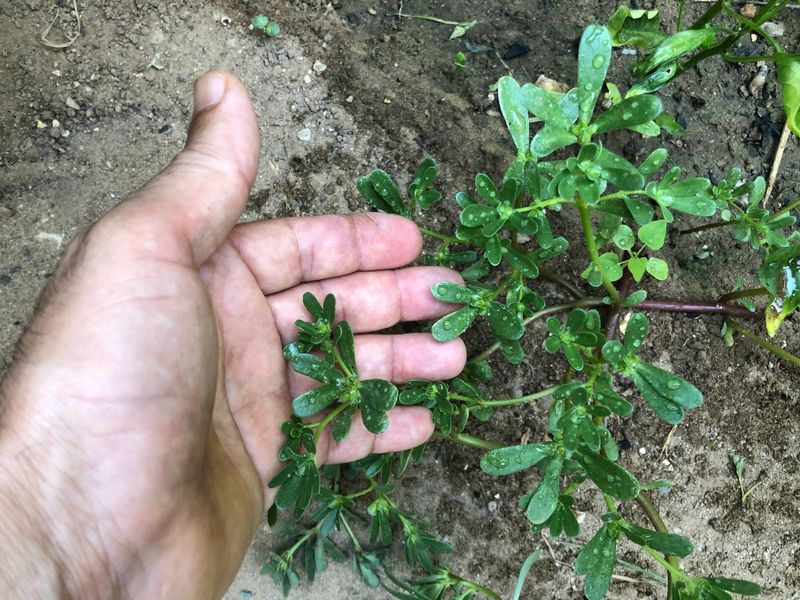 Thin or remove purslane when it crowds the tomato