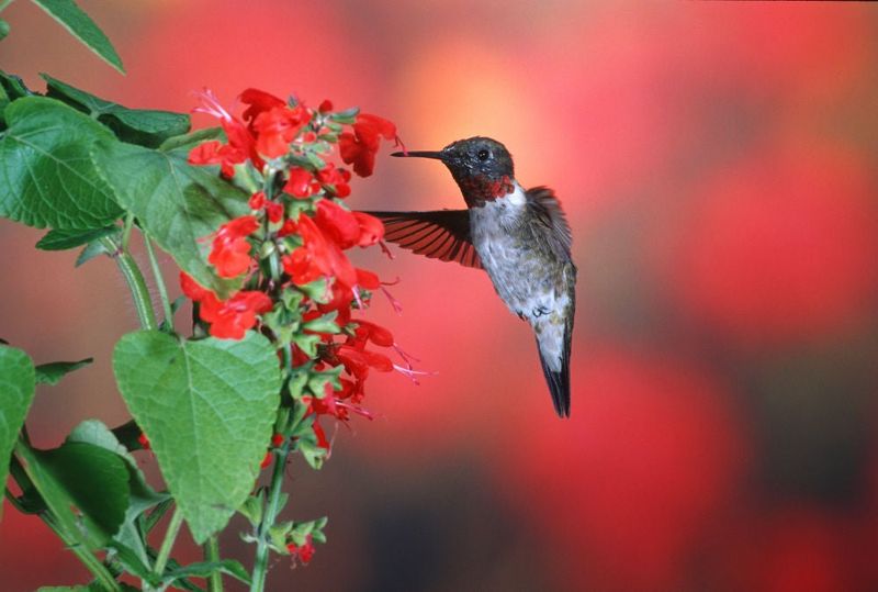 The sage to look for is Salvia coccinea