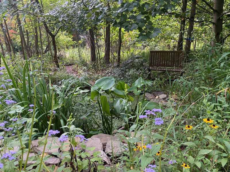 One plant cannot explain a dark Texas yard