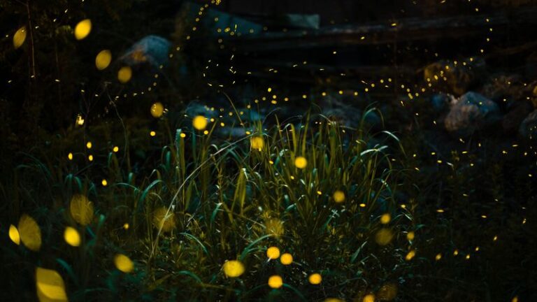 This Native Texas Plant Brings Fireflies Back To Yards That Lost Them