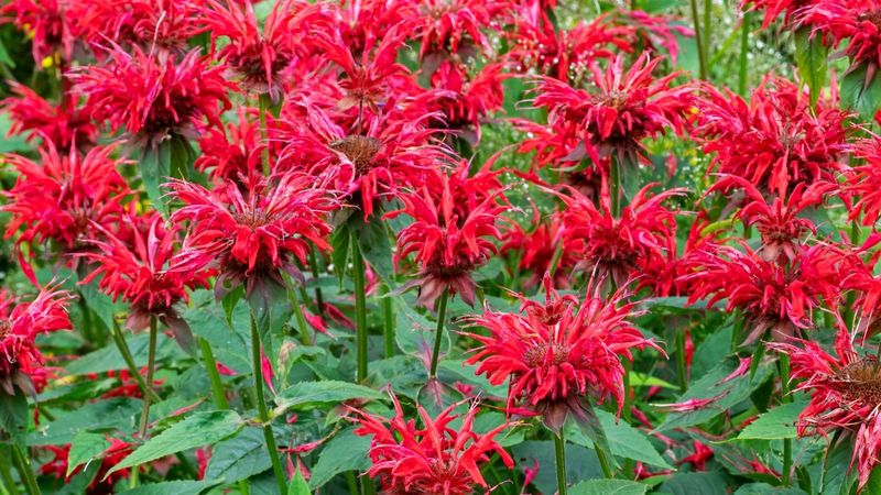 Bee Balm (Monarda)
