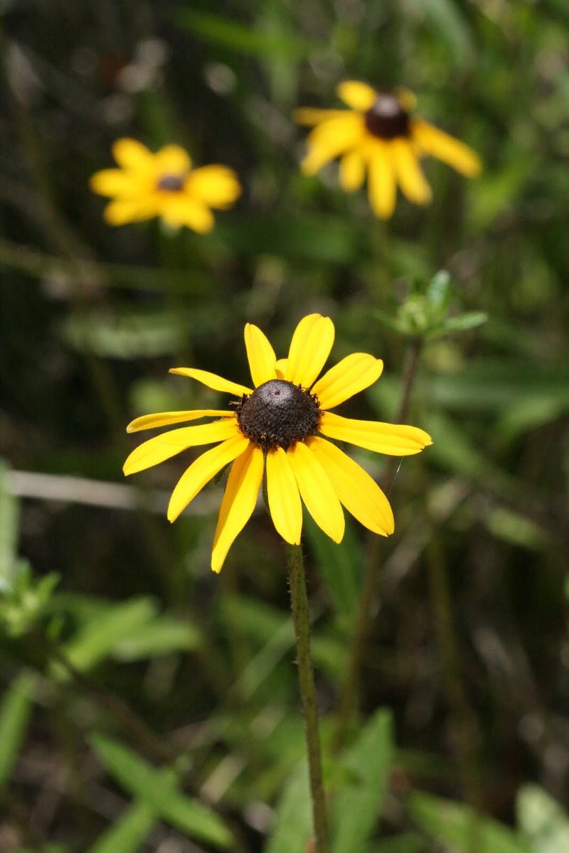 Black-Eyed Susan (Rudbeckia hirta)