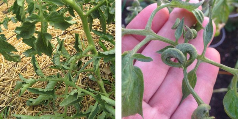 Tight green tubes often indicate physiological leaf roll