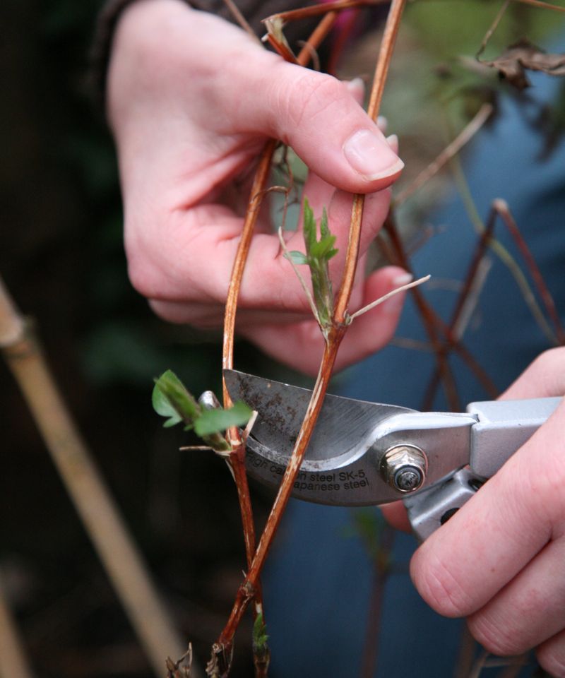 Time and make the cut according to the plant’s condition