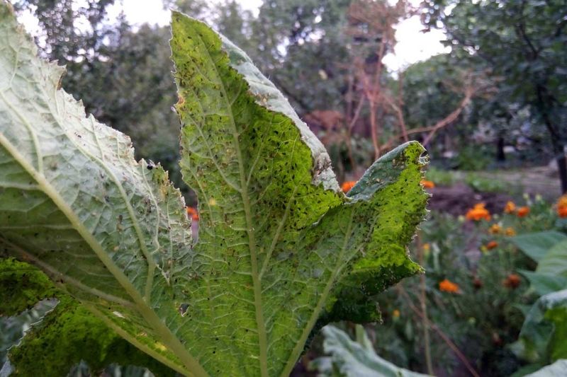 Fruit Hidden Under the Leaves