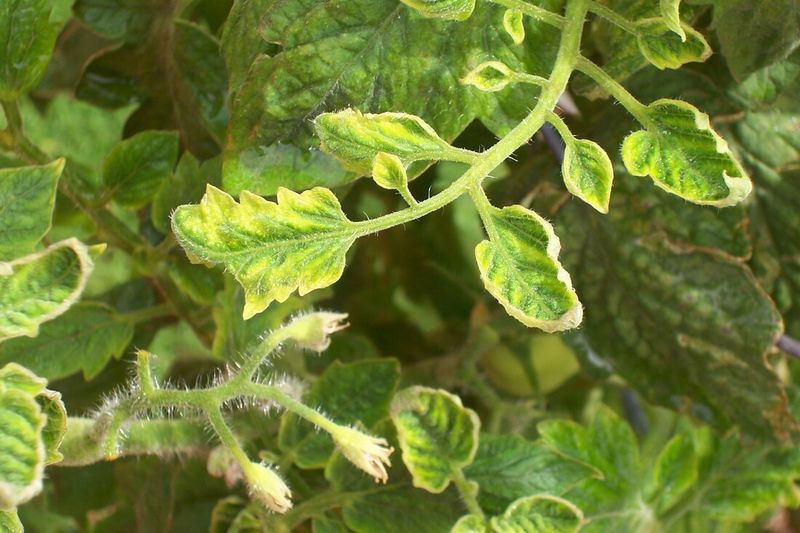 Tomato Yellow Leaf Curl Virus Tomato Yellow Leaf Curl Virus