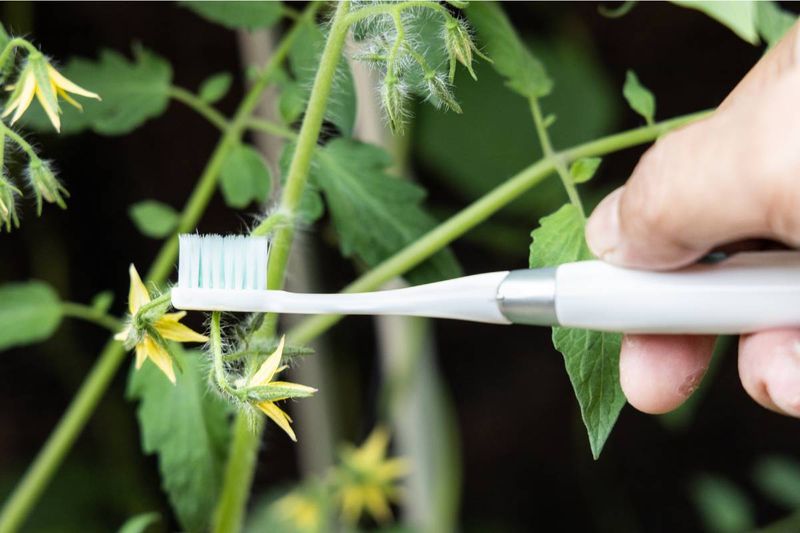 How to gently vibrate a tomato flower cluster