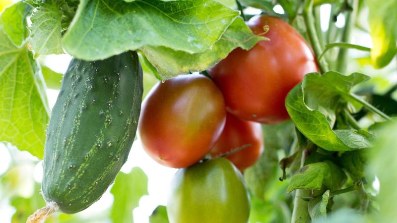 Tomatoes
