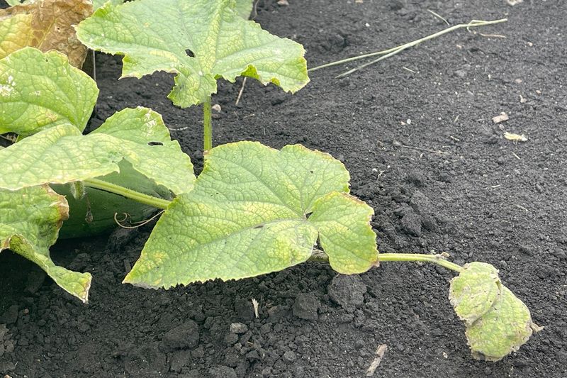 Aging Leaves and Natural Wear Are Nothing to Fear