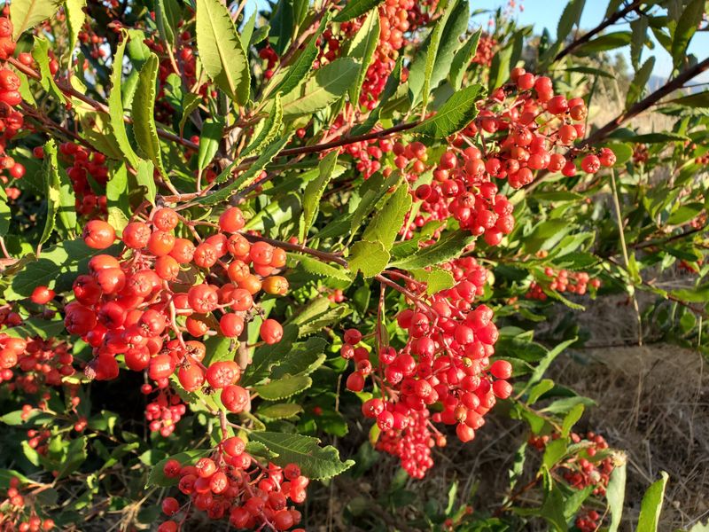 Toyon (Heteromeles arbutifolia)