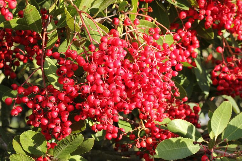 Toyon (Heteromeles arbutifolia) Toyon (Heteromeles arbutifolia)