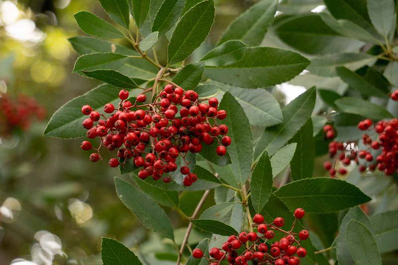 Toyon (Heteromeles arbutifolia)
