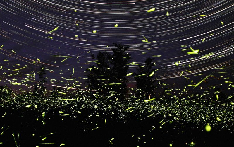 Track repeated activity before deciding what the fireflies reveal