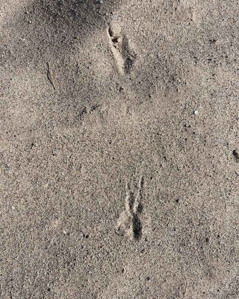 Tracks identify a visitor but not its history Tracks identify a visitor but not its history