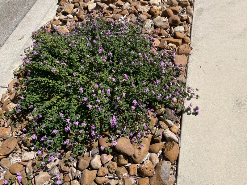 Trailing Lantana (Lantana montevidensis)