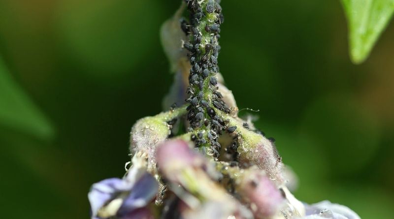 Insect Pests Sucking the Life Out