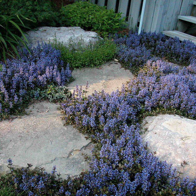 Treat Ajuga as a living lid, not a weed-free guarantee