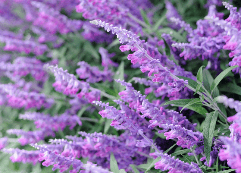 Treat Mexican Bush Sage as a Separate Timing Case