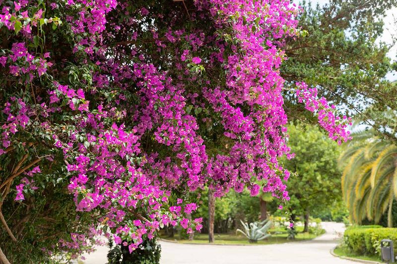 Treat September color as a possibility, then prepare for freezes Treat September color as a possibility, then prepare for freezes