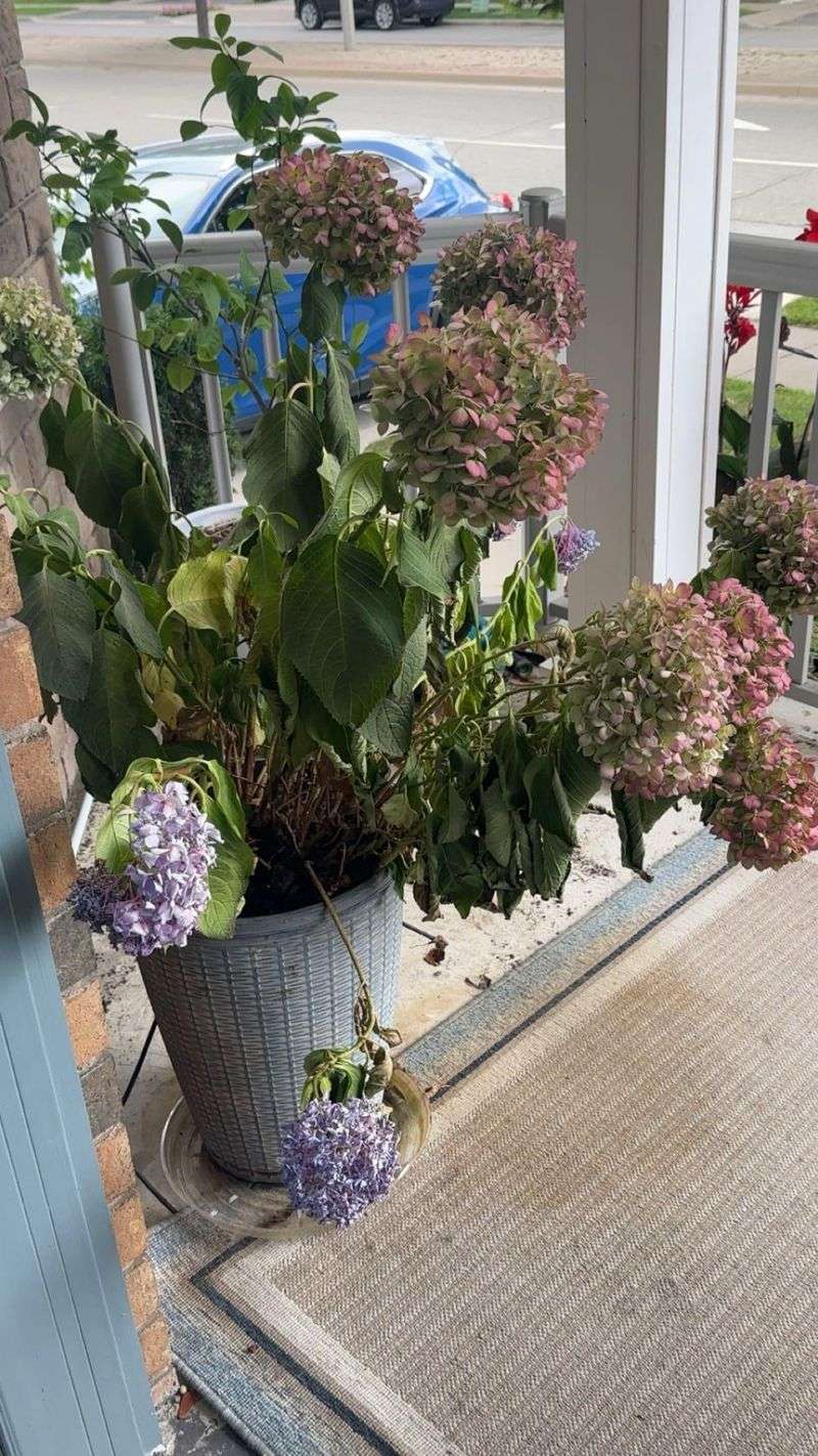 Treat Wet-Soil Wilt as a Warning Sign Treat Wet-Soil Wilt as a Warning Sign