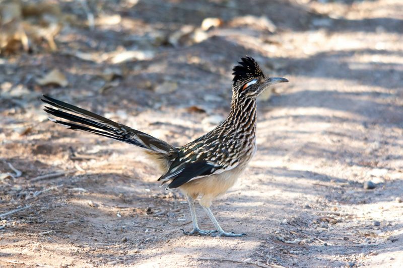Treat a summer sighting as presence, not a patrol