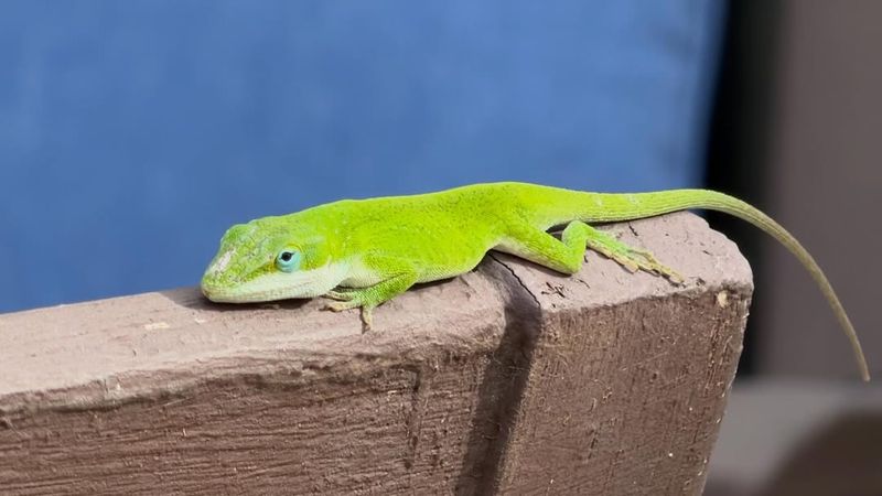 Treat anoles as one useful piece of a summer strategy