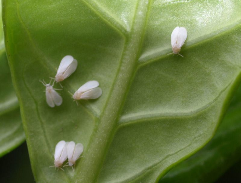 Treat bud drop and pests as clues to investigate Treat bud drop and pests as clues to investigate