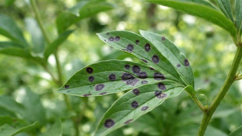 Treat cleanup as disease prevention