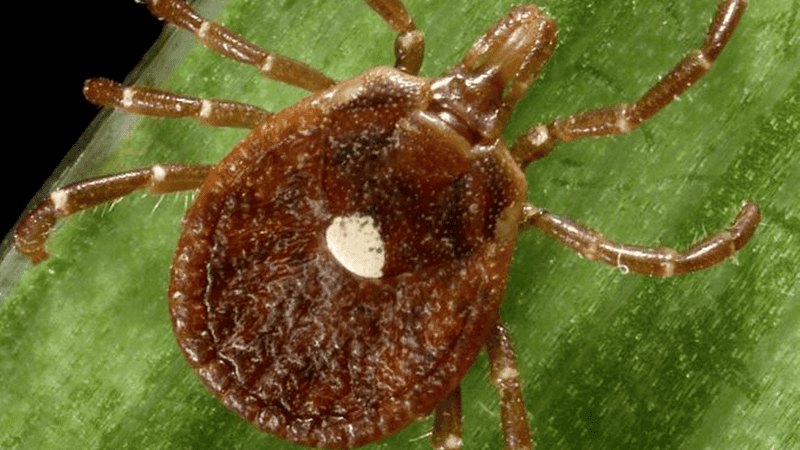 Treat confirmed pests carefully and maintain real tick precautions Treat confirmed pests carefully and maintain real tick precautions