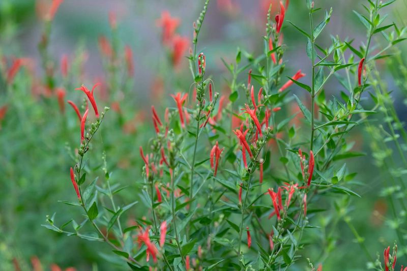Treat drought tolerance as an established-plant trait