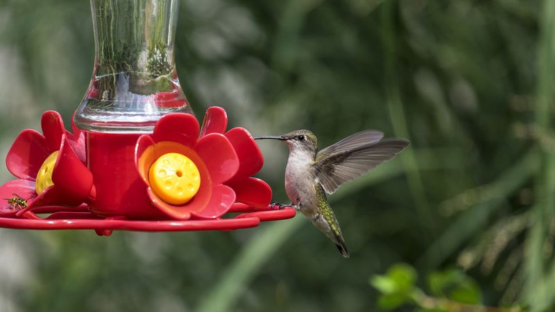 Treat feeders as supplemental support