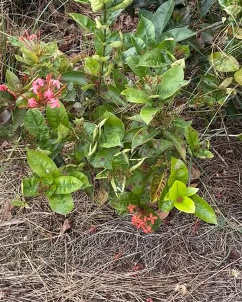 Treat fertilizer as a diagnosis, not a July ritual