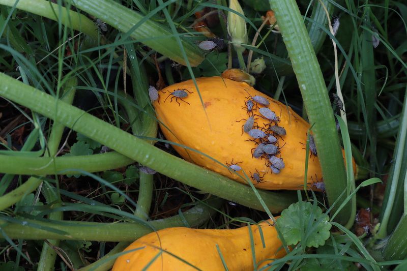 Treat flower care and squash-bug control as separate decisions Treat flower care and squash-bug control as separate decisions