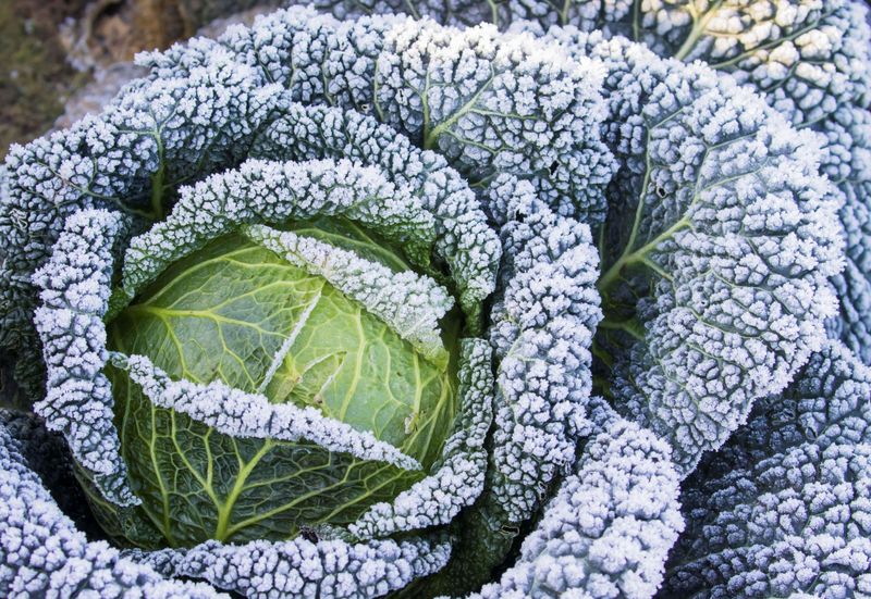 Treat frost as a harvest factor, not your planting target Treat frost as a harvest factor, not your planting target