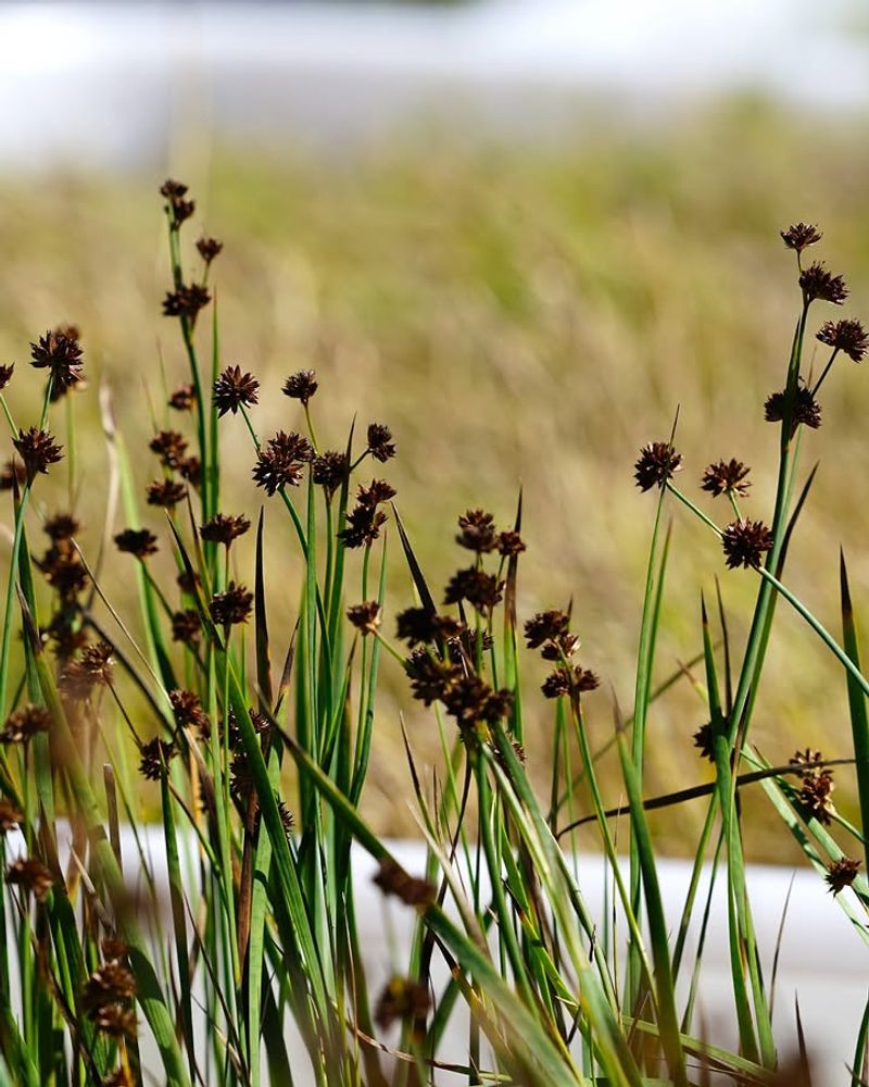 Treat gray rush as habitat support, not mosquito control Treat gray rush as habitat support, not mosquito control
