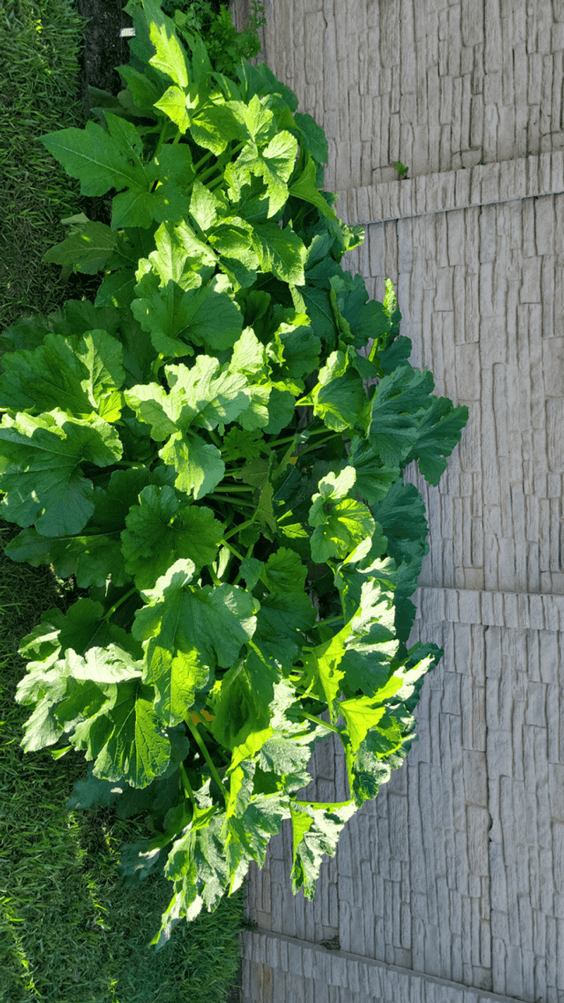 Treat huge leaves as a clue, not a verdict