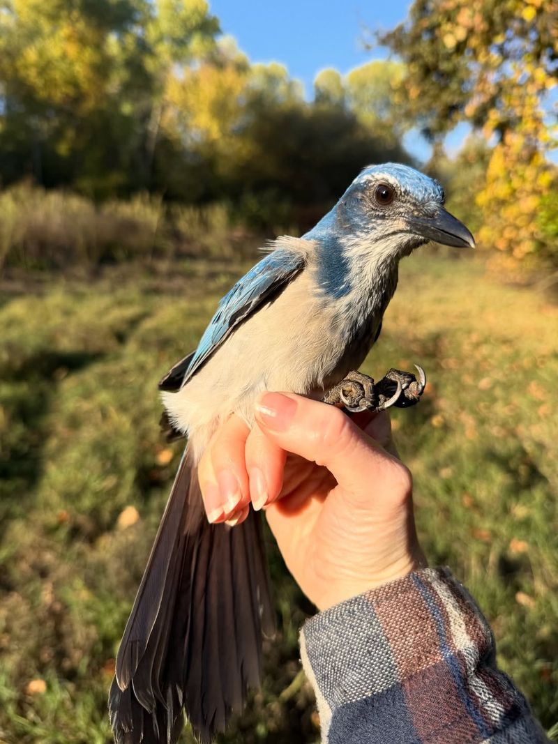 Treat the scrub-jay as one garden partner, not the entire pest plan