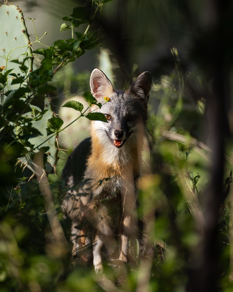 Treat the sighting as information, not an omen