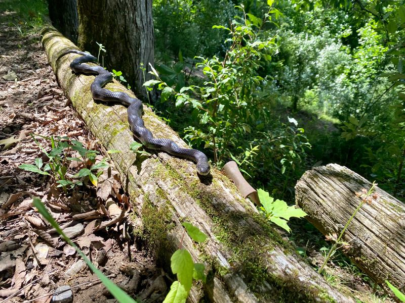 Treat the woodline as a habitat clue, not a rodent census