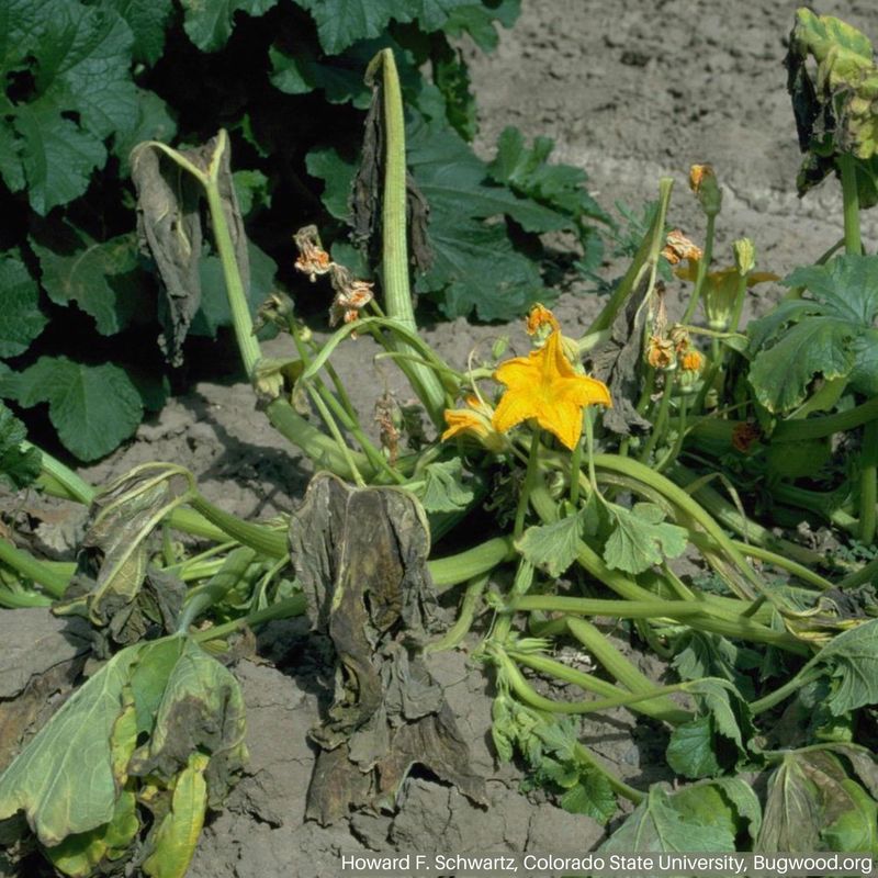 Treat whole-vine warning signs as a separate problem