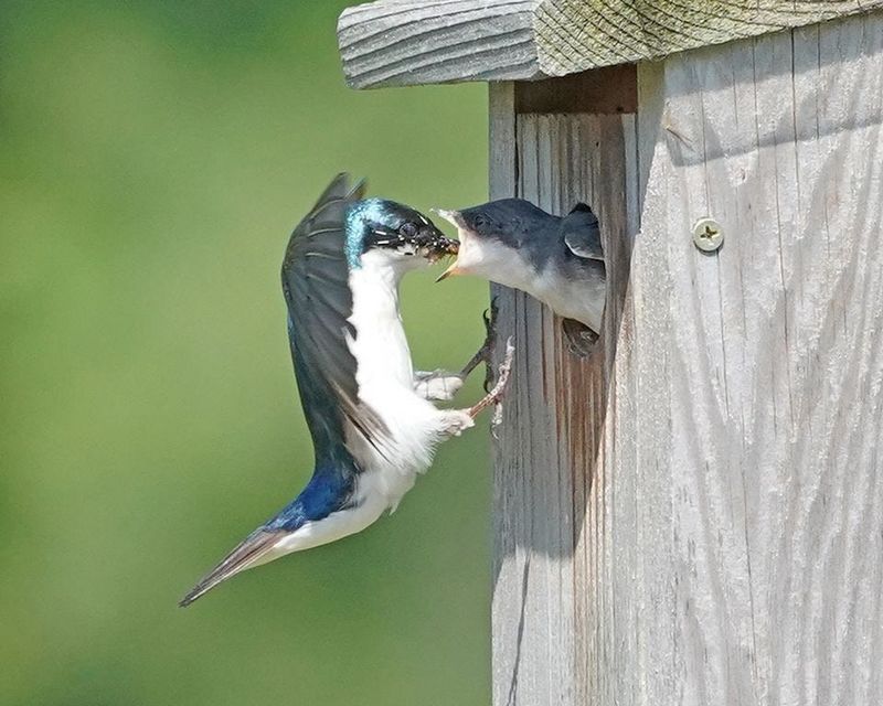 Tree Swallow Tree Swallow