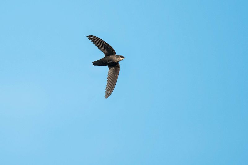 Chimney Swift
