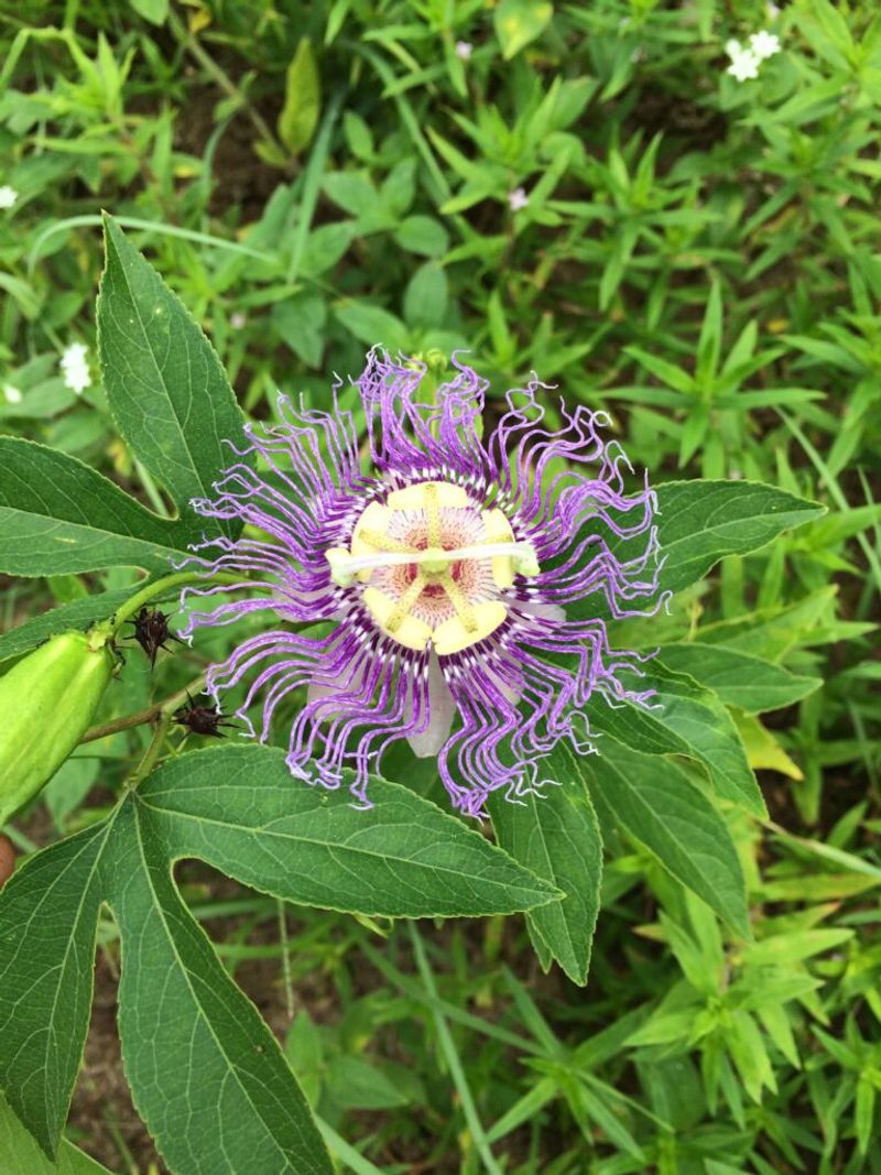 Maypop Passionflower (Passiflora incarnata)