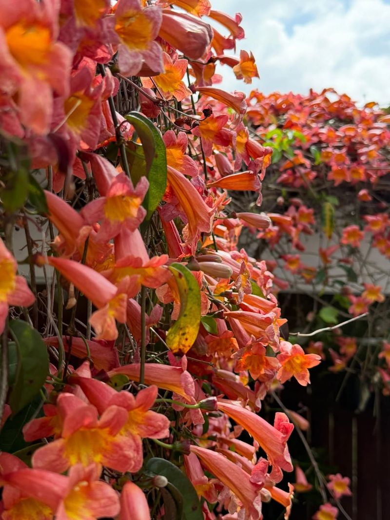 Trumpet Vine (Campsis radicans) Trumpet Vine (Campsis radicans)