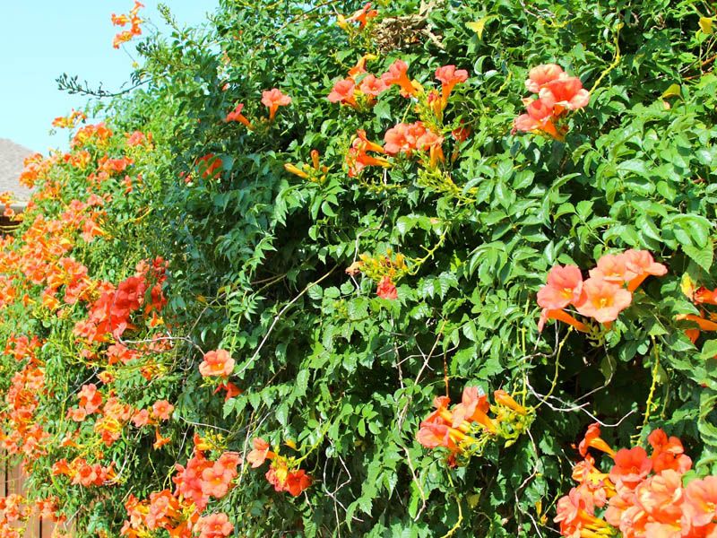 Trumpet Vine